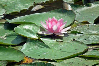 ​描写荷花的优美句子 描写荷花的句子