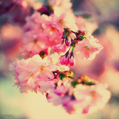 最美好的遇见唯美句子