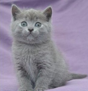 ​每日一读：猫咪品种-夏特尔猫