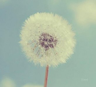 ​描写竹子外形的佳句 描写桃花的句子大全