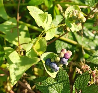 ​种什么植物蛇不敢来（凤仙花）