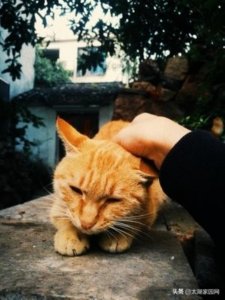 ​朋友圈暗示自己单身（朋友圈暗示单身的句子）