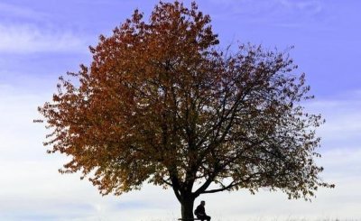 ​舒婷《致橡树》