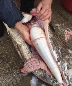 ​浑身是宝的石首鱼，除了鱼胶以外还有这么多好处