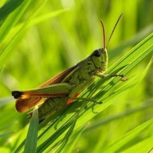 ​蝗灾中的蝗虫可以吃吗？