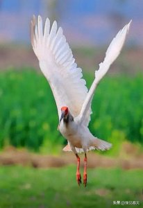 朱鹮——鸟类中的“东方宝石”