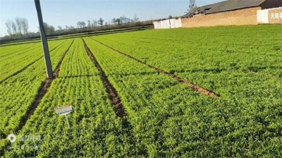 ​一位农民小麦产量达到1780斤的小秘密告诉你！