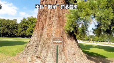 ​不停“搬家”的苏醒树