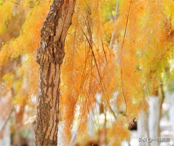 ​初冬的柽柳，也叫红柳、垂丝柳