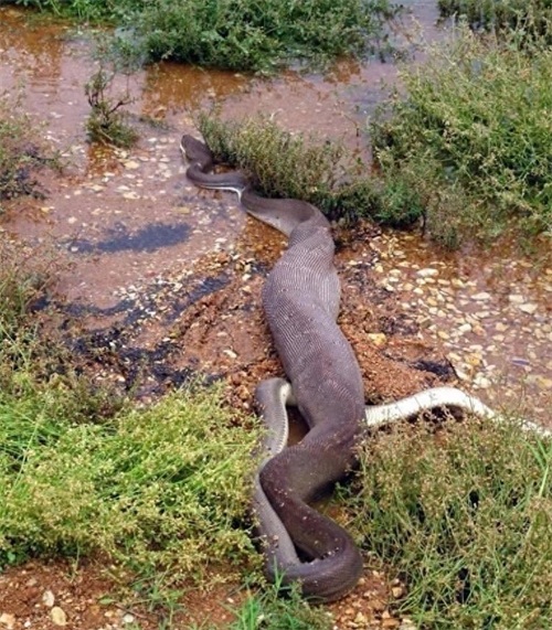 实拍蟒蛇生吞鳄鱼全过程