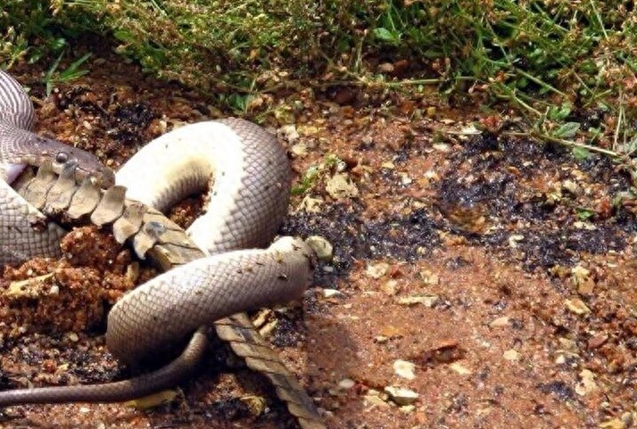 实拍蟒蛇生吞鳄鱼全过程