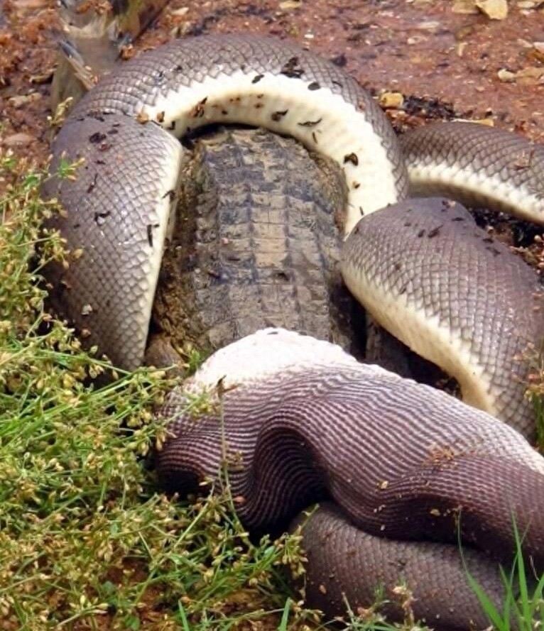 实拍蟒蛇生吞鳄鱼全过程