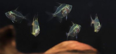 ​见鱼识广—玻璃拉拉鱼