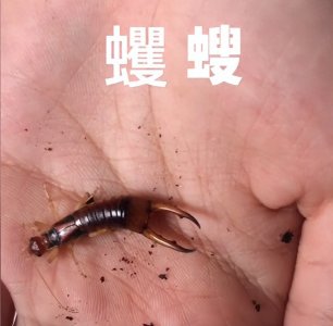 ​家中惊现神秘黑虫 —— 蠼螋