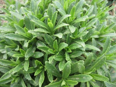 ​以前在农村被当做杂草，现在被称作钙菜，一斤卖到十几块，发财了