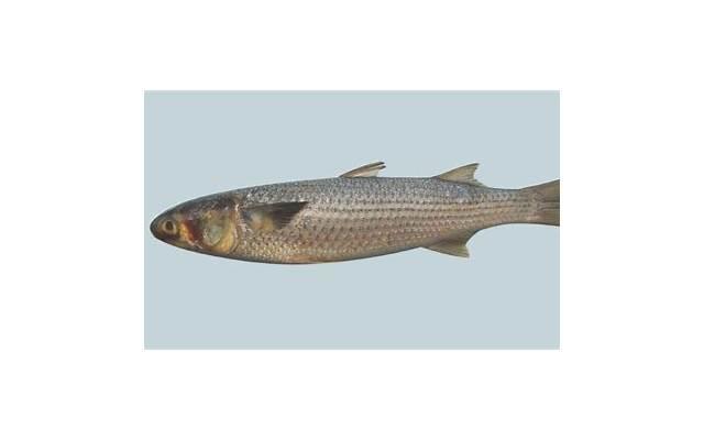 爱情不是你想买(爱情不是你想买想买就能买下一句) 爱情不是你想买(爱情不是你想买想买就能买下一句)