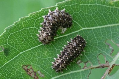 ​今有黑乎乎毛虫南方作怪——重阳木锦斑蛾