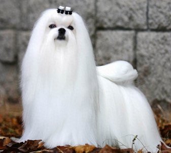 ​历经沧桑的美人——马尔济斯犬