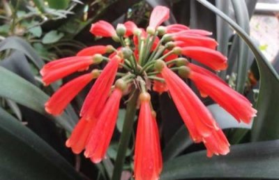 ​每天认识一种园林植物——观花植物之141垂笑君子兰