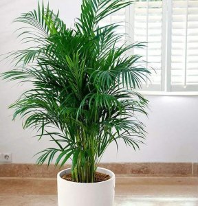 ​家庭养散尾竹，5个养护技巧，嫩叶呼呼长，青翠养眼，窜到2米高