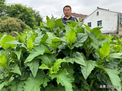 ​高蛋白的牧草，串叶松香草多年生长，抗寒-37度，可收割15年