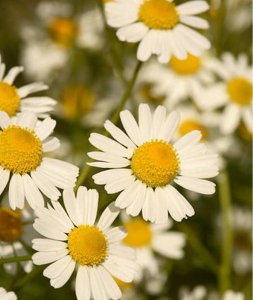 ​洋甘菊是送给死去的人吗（洋甘菊送人有祭奠寓意吗）