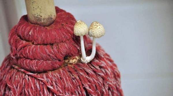 拖完地有腥味是什么原因,拖过地之后有腥味怎么办?图5