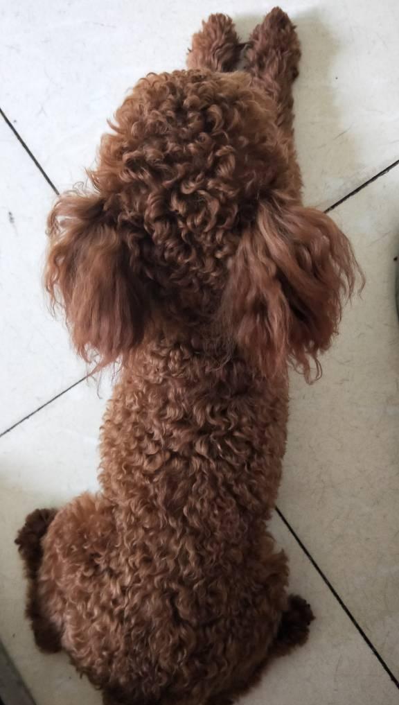 剃完毛后的泰迪犬都变得不敢认了，外婆都差点没认出来，真是有趣