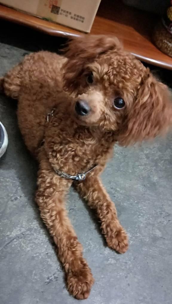 剃完毛后的泰迪犬都变得不敢认了，外婆都差点没认出来，真是有趣