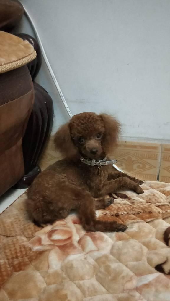 剃完毛后的泰迪犬都变得不敢认了，外婆都差点没认出来，真是有趣