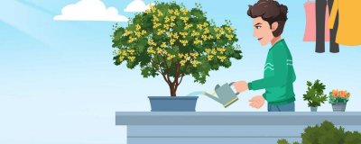 ​桂花一般几年会开花呢