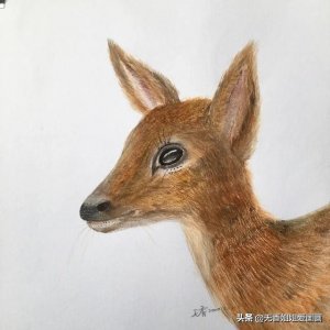 ​梅花鹿最漂亮的画法 这手绘的梅花鹿，太有立体感了，感觉不像是画的
