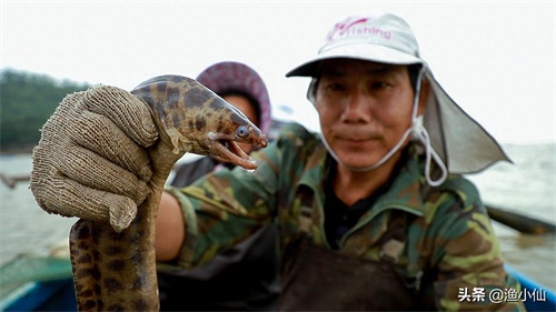 一种凶猛的底层鱼类，咬住猎物不会轻易松口，生命力非常顽强