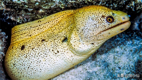 一种凶猛的底层鱼类，咬住猎物不会轻易松口，生命力非常顽强