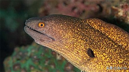 一种凶猛的底层鱼类，咬住猎物不会轻易松口，生命力非常顽强