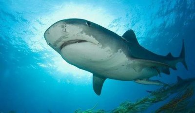 ​「危险的海洋动物」海洋里的“百兽之王”