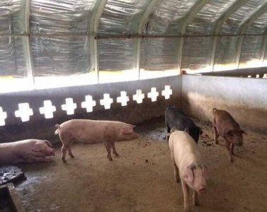 ​夫妻养猪创业，养母猪