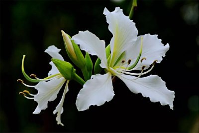 ​白花羊蹄甲～优良的行道树或庭园树种