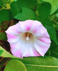 ​打碗花——兔耳草