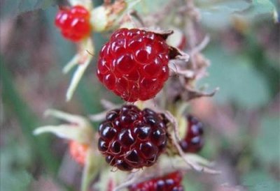 ​大乌泡生于山坡及沟谷阴处灌木林内或林缘，果实成熟为黑色