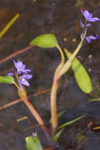 ​鸭舌草，见过吗？清热解毒。用于肠炎，痢疾，咽喉肿痛，牙龈脓肿