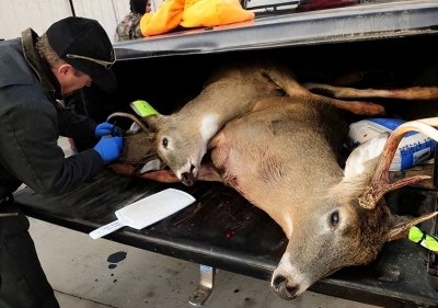 ​最新研究！美国72岁老人感染“僵尸鹿”病毒去世，与污染鹿肉有关