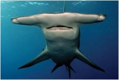 ​古怪外表大有益处？鲨中异形——锤头鲨