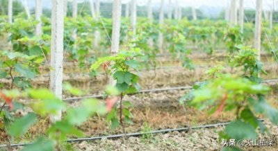 ​葡萄扦插育苗最佳时间和方法?
