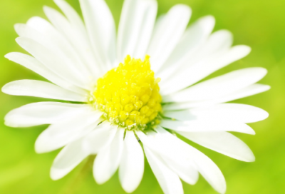 ​春节朋友圈文案【优秀95句】