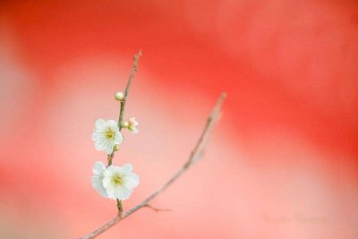 ​关于微笑的唯美句子：微笑的你，最美