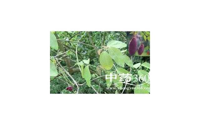 善昂通脂的功效、作用与价格 善昂通脂的功效、作用与价格