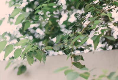 ​七夕情人节文案