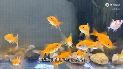 ​草金鱼饲养方法和注意事项