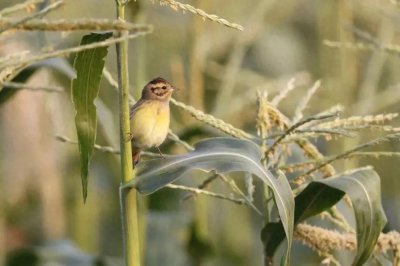 ​益起来，拯救禾花雀